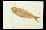 Fossil Fish (Knightia) - Wyoming #143450-1